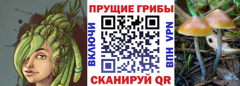 это какой сайт  купить наркотики сайты  omg рабочий сайт  Апшеронск  Псилоцибиновые грибы Psilocybe 