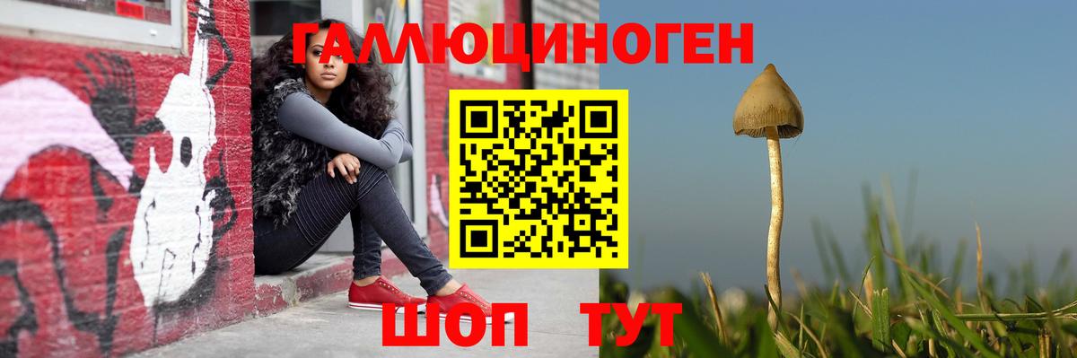 Псилоцибиновые грибы Psilocybe Апшеронск